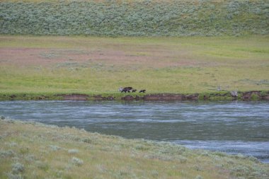 Vahşi doğada boz ayı