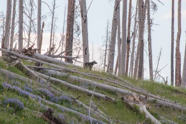 Vahşi doğada boz ayılar