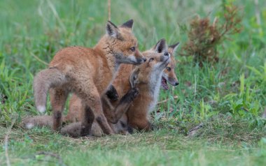 Parkta yakalanan sevimli kızıl tilkiler.