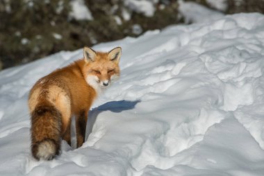 Kızıl tilki vahşi doğada