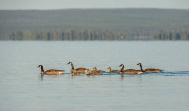 Kanada kazları vahşi doğada