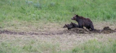 Vahşi doğada boz ayı