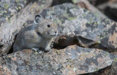 Kananaskis, Alberta, Kanada 'da nesli tükenmekte olan pika