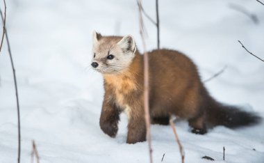 Banff Ulusal Parkı, Alberta, Kanada 'da kar üzerinde yürüyen çam mermeri.