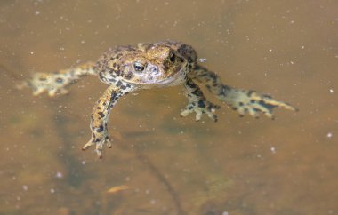Vahşi doğadaki kurbağa
