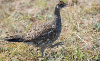 Kanada 'nın vahşi doğasında orman tavuğuna yakın çekim