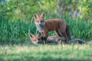 Parkta yakalanan sevimli kızıl tilkiler.
