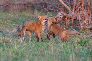 Doğada sevimli kızıl tilkiler bir arada.