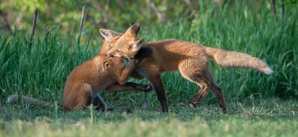 Carino Volpi Rosse Insieme Catturati Parco — Foto Stock