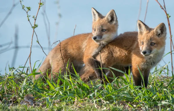 Vulpi Roșii Drăguț Împreună Natură — Fotografie, imagine de stoc