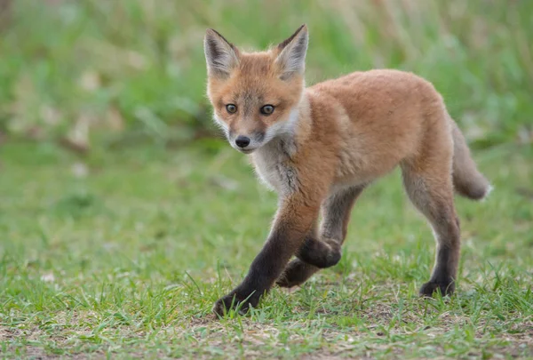 Närbild Söt Röd Räv Vild Natur — Stockfoto