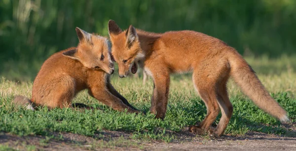 Carino Volpi Rosse Insieme Catturati Parco — Foto Stock