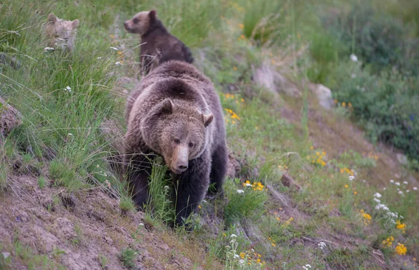 Medvědi Grizzly Divočině — Stock fotografie