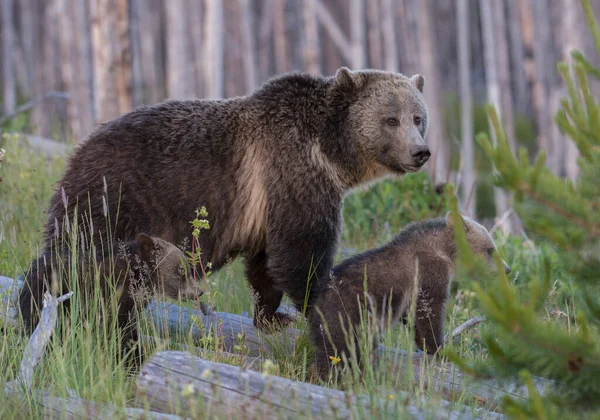 Grizzly Bears Wild — Stock Photo, Image