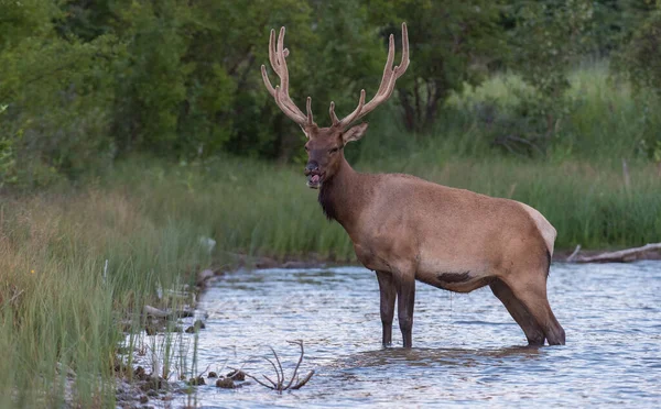 Wapiti État Sauvage — Photo