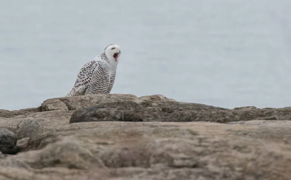 snowy owl in wild nature