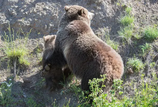 Grizzlis Dans Nature — Photo