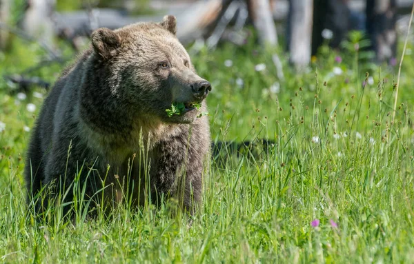 Urso Pardo Pardo Natureza Selvagem — Fotografia de Stock