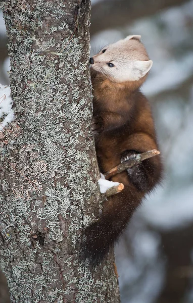 Kuna Sosnowa Siedząca Drzewie Parku Narodowym Banff Alberta Kanada — Zdjęcie stockowe