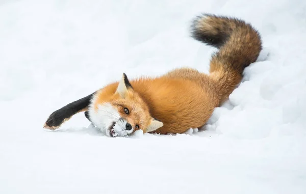 Renard Roux Dans Nature — Photo