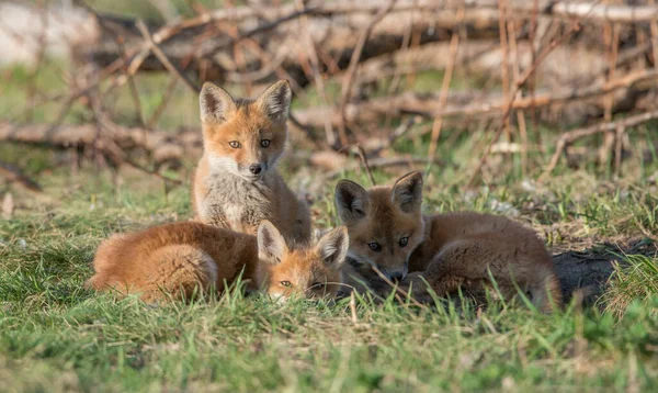 公園で一緒に捕獲されたかわいい赤いキツネ — ストック写真