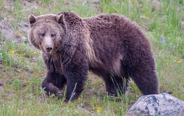 Brązowy Niedźwiedź Grizzly Dzikiej Przyrody — Zdjęcie stockowe