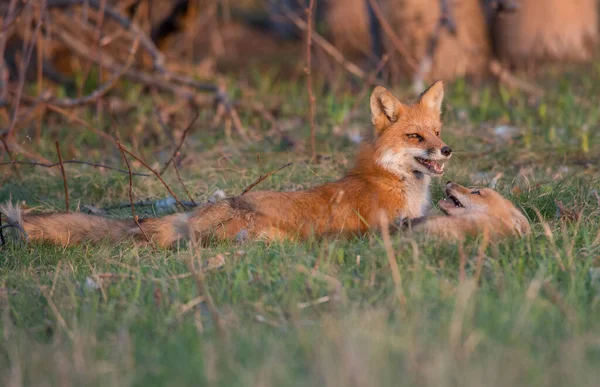 Mignon Renards Rouges Ensemble Nature — Photo