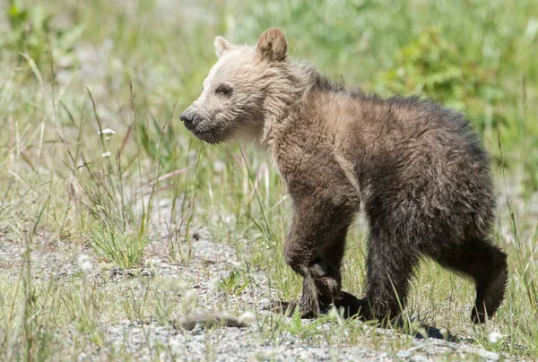 Niedźwiedzie Grizzly Dziczy — Zdjęcie stockowe