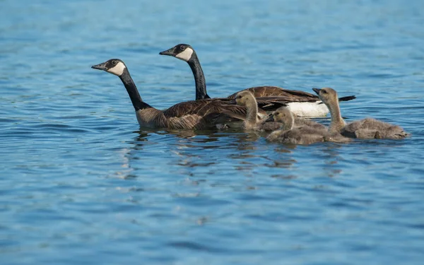 Bernaches Canada État Sauvage — Photo