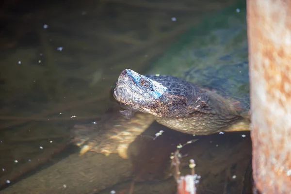 Schnappschildkröte Der Innenstadt Von Toronto — Stockfoto