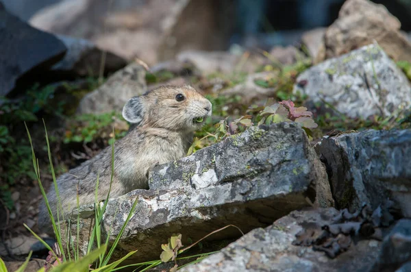 Pika Ameaçada Kananaskis Alberta Canadá — Fotografia de Stock