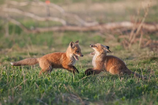 Parkta yakalanan sevimli kızıl tilkiler.