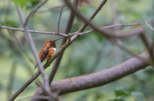 Kolibrie Het Wild — Stockfoto