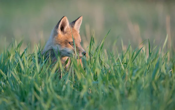 Malerischer Blick Auf Den Schönen Rotfuchs Park — Stockfoto