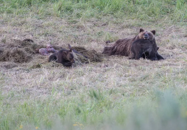 Orso Grizzly Natura — Foto Stock