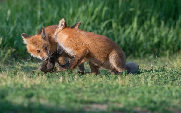 Vulpi Roșii Drăguț Împreună Capturat Parc — Fotografie, imagine de stoc