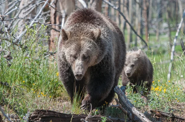 Grizzly Bear Wild — Stock Photo, Image