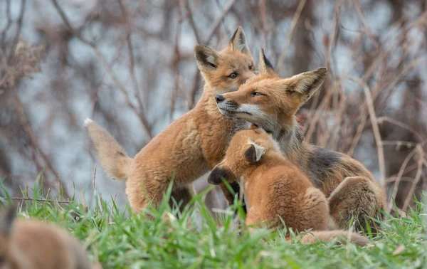 Red Fox Family Wild — Stock Photo © jill@ghostbear.org #388469528