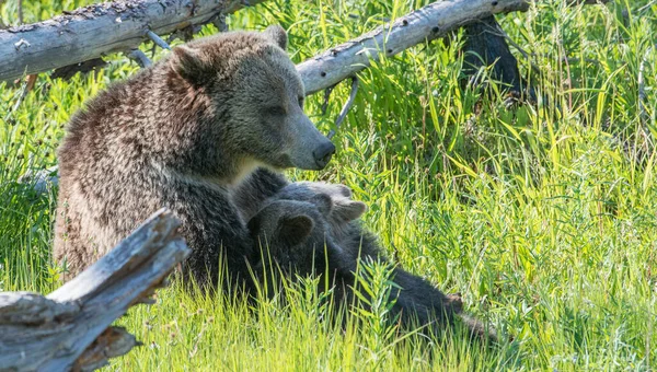 Grizzly Bear Wild — Stock Photo, Image