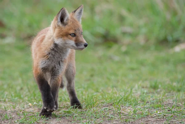 Vue Rapprochée Renard Roux Mignon Nature Sauvage — Photo