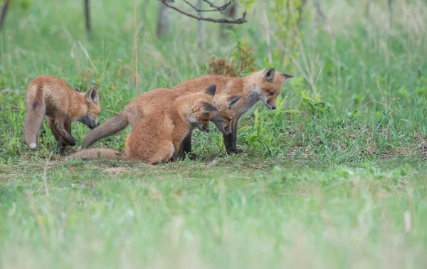 Roztomilé Červené Lišky Spolu Přírodě — Stock fotografie