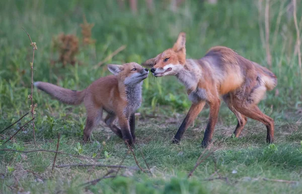 Mignon Renards Rouges Ensemble Capturés Parc — Photo