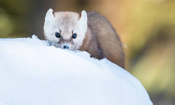 Marten Divočině Ontario — Stock fotografie