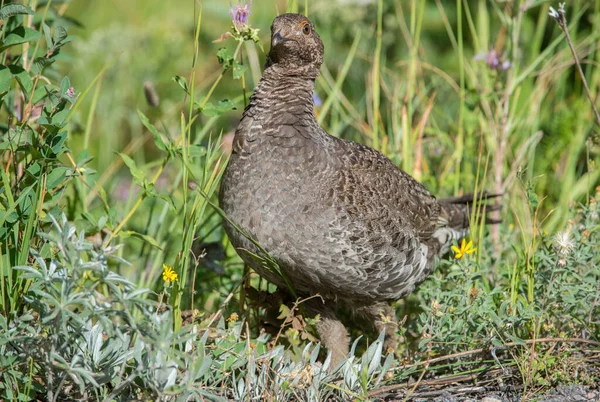 Gros Plan Tétras Dans Nature Sauvage Canada — Photo