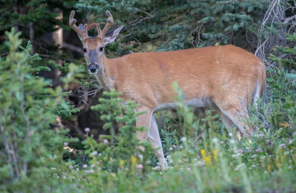 Rehe Freier Wildbahn — Stockfoto