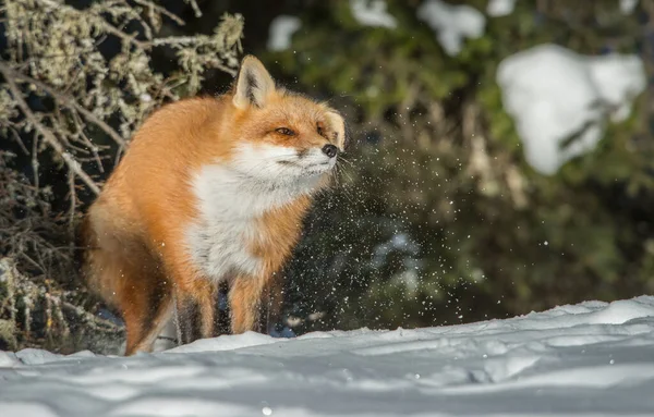 Rotfuchs Freier Wildbahn — Stockfoto