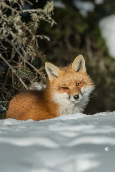 Red Fox Sălbăticie — Fotografie, imagine de stoc