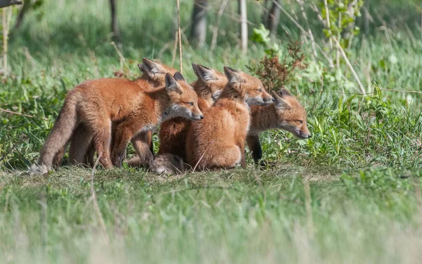 Carino Volpi Rosse Insieme Catturati Parco — Foto Stock