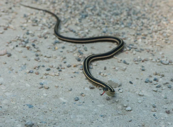 地面を這う蛇の姿を間近に見ることができ — ストック写真