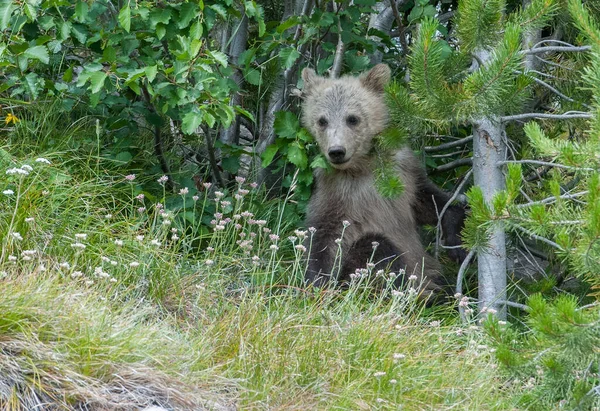 Γκρίζλι Αρκούδα Οικογένεια Στην Άγρια Φύση — Φωτογραφία Αρχείου